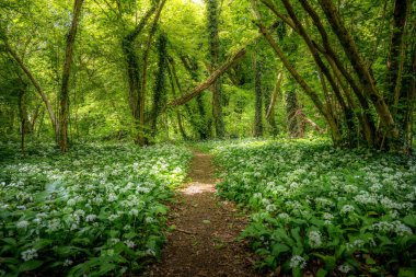 Çiçeklerle çevrili yemyeşil orman yolu.