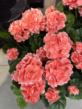 Bahçede açan pembe çiçekler. Yakından bakınca.