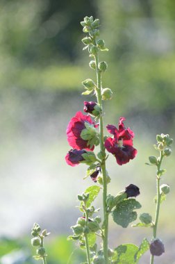 Bahçedeki canlı kırmızı çiçeklere yakın çekim