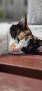 Ahşap yüzeyde dinlenen uyuyan bir kedi.