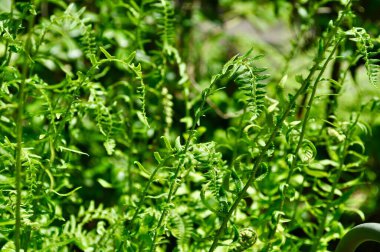 Güneşli açık havada yeşil bitkiler yetişiyor.