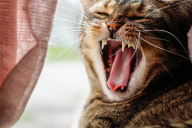 Pembe perdelerle pencerenin yanında esneyen kedi