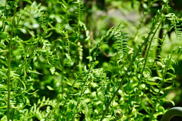 Güneşli açık havada yeşil bitkiler yetişiyor.