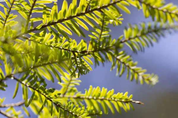 Yeşil yaprakların mavi arkaplana yakınlaşması