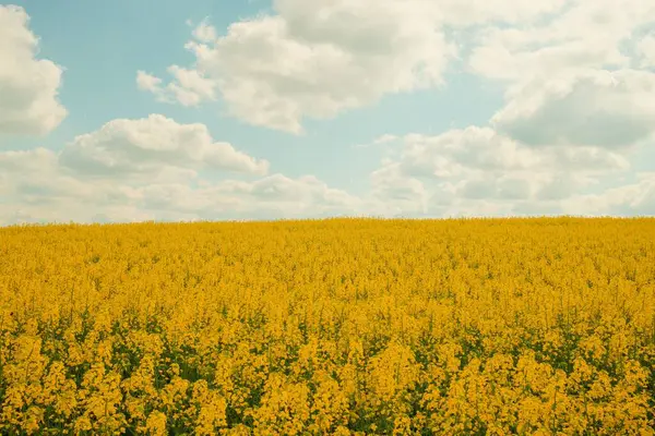 Uçsuz bucaksız, mavi gökyüzünün altında parlak sarı çiçekler.