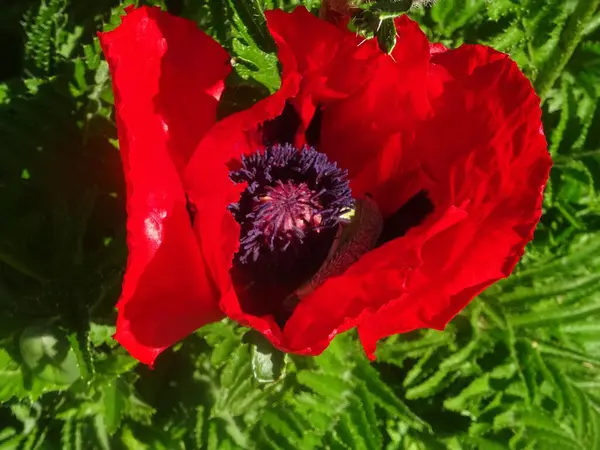 Yeşil yapraklar içinde açan kırmızı gelincik çiçeği.