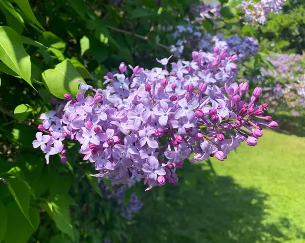 Güneşli bahçede açan leylak çiçekleri.