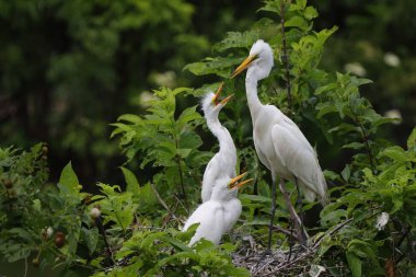 Doğal ortamdaki yeşil yapraklı dalların arasında yuvada duran iki beyaz balıkçıl.