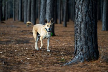 Orman bölgesinde uzun ağaçların arasında duran bir köpek.