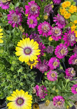 Bahçede açan renkli çiçekler, yakından bakınca.