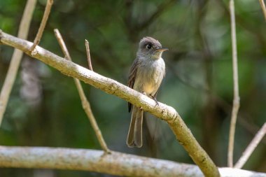 Çevrede yeşil yapraklarla çevrili ince bir dala tünemiş küçük bir kuş.