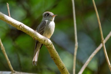 Ormandaki bir dala tünemiş küçük gri-kahverengi sinek avcısı kuş.