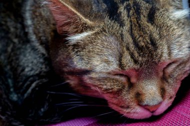 Uyuyan Tekir Kedi Yüzünün Aşırı Yakın Çekimi