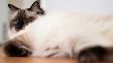 Mavi Gözlü Pofuduk Kedi Rahatlatıcı Portre