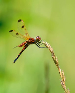 Orange ve Black Dragonfly Bir Çim Bıçağına Tünemiş