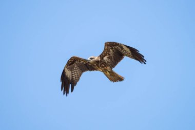 Yırtıcı kuş zarif bir şekilde süzülüyor açık mavi gökyüzüne karşı