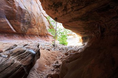 Kayalık mağara oluşumu ve görünür güneş ışığı dışarıda yeşil yaprakları aydınlatıyor.