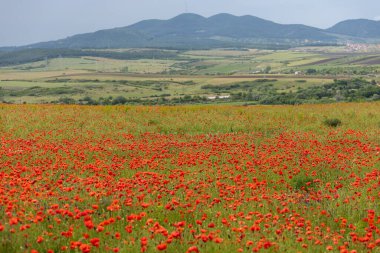 Uzak yeşil dağlara doğru uzanan parlak kırmızı gelinciklerle kaplı geniş bir tarla.