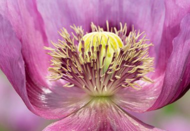 Closeup of vibrant pink flower petals and yellow center