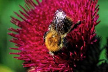 Yaban arısının yakın çekimi, canlı mor devedikeni üzerinde polen topluyor.