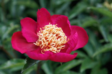 Açık havada yeşil yaprakların arasında açan canlı pembe çiçek.