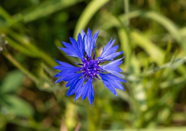 Yeşil çimenlerin arasında açan canlı mavi çiçek.