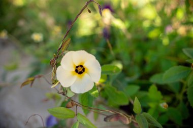 Yeşil yapraklar ve bitkiler arasında açan beyaz çiçek
