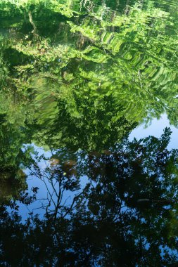 Sakin su yüzeyine yansıyan ağaçlar ve yeşillik