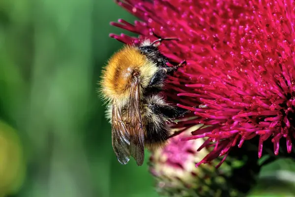 Açık havada canlı pembe devedikeni çiçeğinden nektar toplayan arıya yakın çekim.