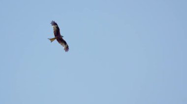 Yırtıcı Kuş 'un Kırmızı Uçurtması Açık Mavi Gökyüzünde Yükseliyor