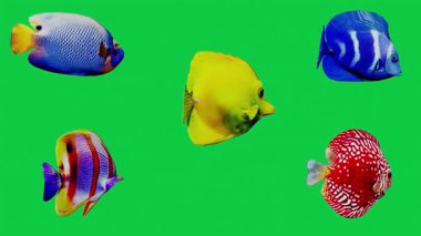 Yeşil Ekran Arkaplanındaki Beş Tropikal Balık Türünün Kolajı