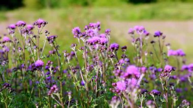 Güneş Işığında Mor Deve Çiçekleri ve Yeşil Kökler Alanı