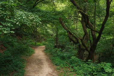 Ağaçlarla çevrili yemyeşil ormanda dolambaçlı bir yol.