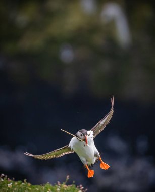 Yeşil çimenliğin üzerinde uzanan kanatlarla uçan kuş yumuşak bulanık arka planla çevrili.