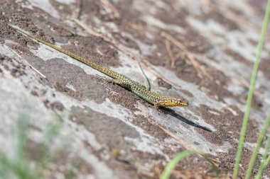 Yeşil kertenkelenin kabataslak desenli taş yüzeyde dinlendiği yakın çekim görüntüsü.