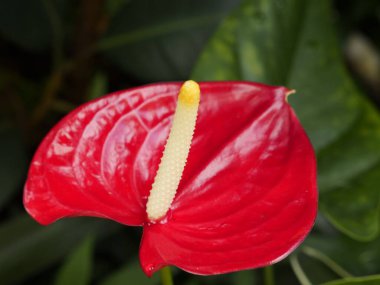Vibrant red flower blooming among green leaves outdoors