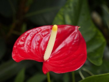 Yeşil yapraklarda açan kırmızı anthurium çiçeği.