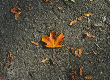 Gri kaldırımda dinlenen portakal yaprağı