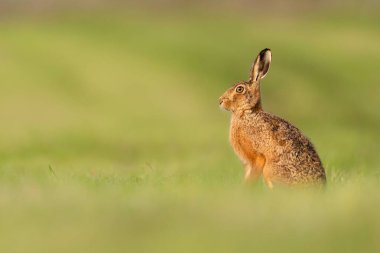 Kahverengi tavşan yeşil çimlerde sessizce oturuyor.
