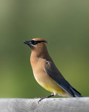 Ahşap korkuluklara tünemiş küçük kahverengi ve sarı bir kuş.