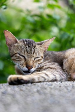 Taş yüzeyde huzur içinde uyuyan kedi.