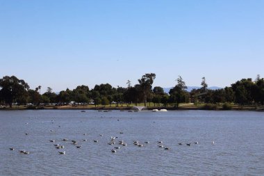 Sakin gölde yüzen bir grup ördek açık mavi gökyüzünün altında yeşil ağaçlarla çevrili.