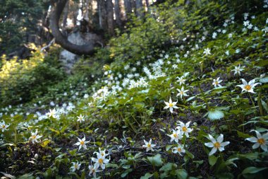 Yeşil yamaçta açan beyaz çiçekler