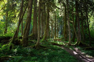 Tall trees surrounding lush green forest