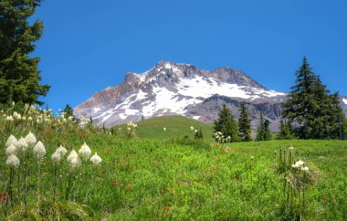 Mount Rainier, Washington Ulusal Parkı gündüz vakti açık