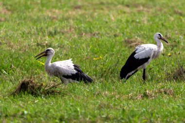 Çimlerde beyaz leylekler. Yakından bak.