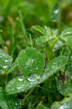 Su damlacıklarıyla kaplı yeşil yonca yaprakları.