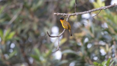 Sarı kuş yeşil yapraklarla çevrili ince bir dala tünemiş.