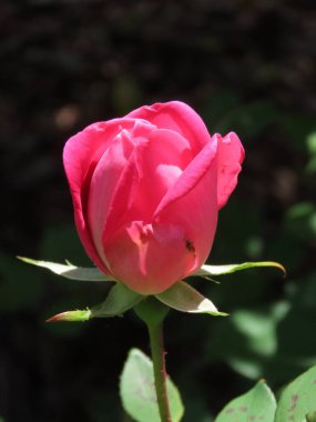 Pembe gül tomurcuklanıyor güneş ışığında