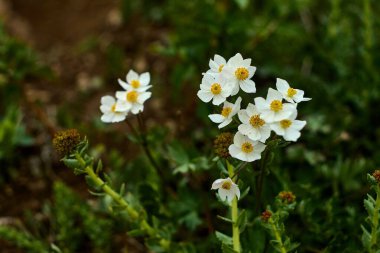 Yeşil yaprakların arasında açan narin beyaz çiçekler.